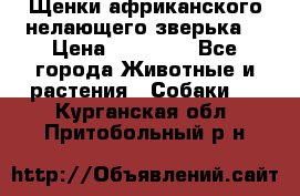 Щенки африканского нелающего зверька  › Цена ­ 35 000 - Все города Животные и растения » Собаки   . Курганская обл.,Притобольный р-н